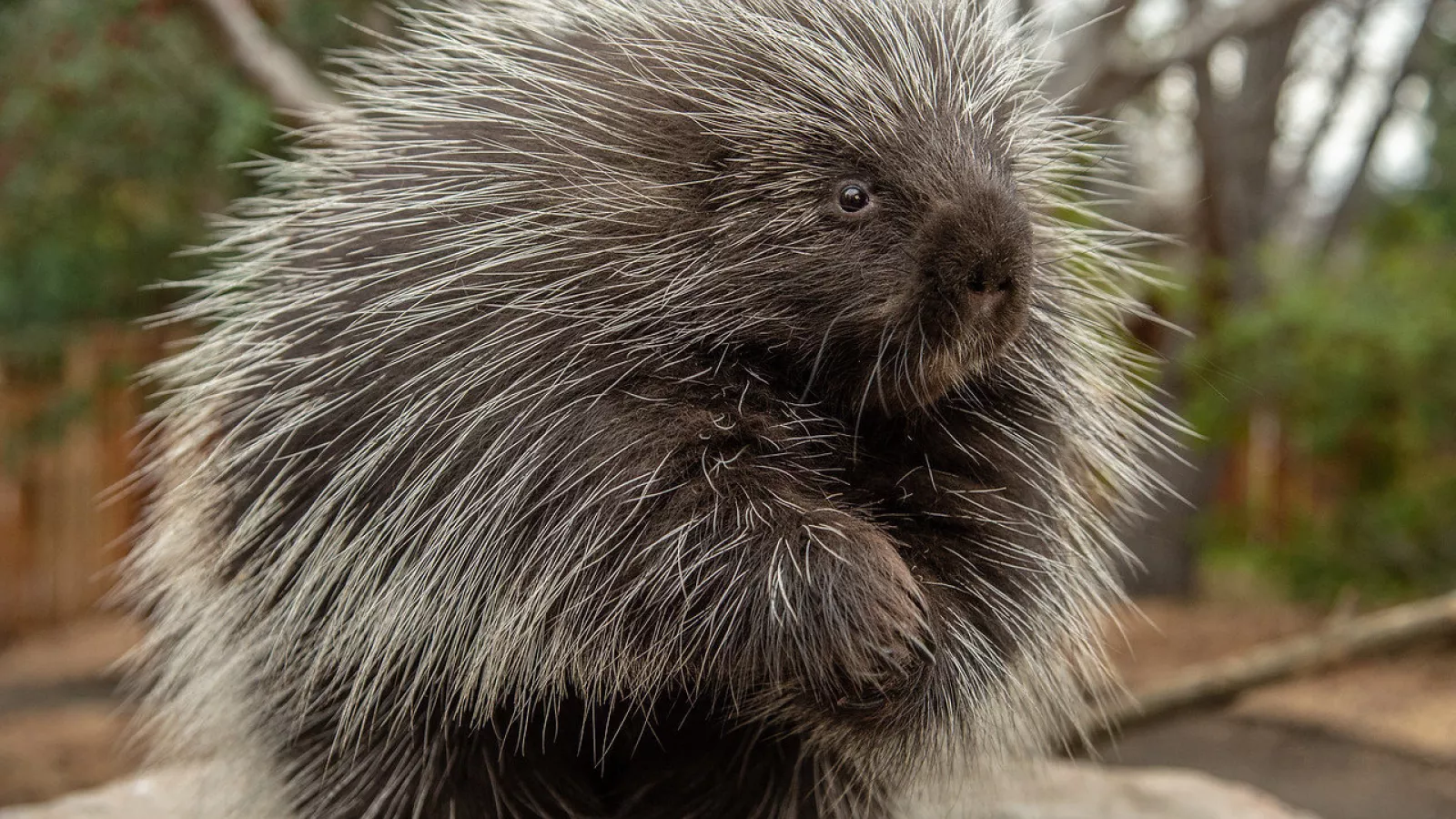 Porcupine